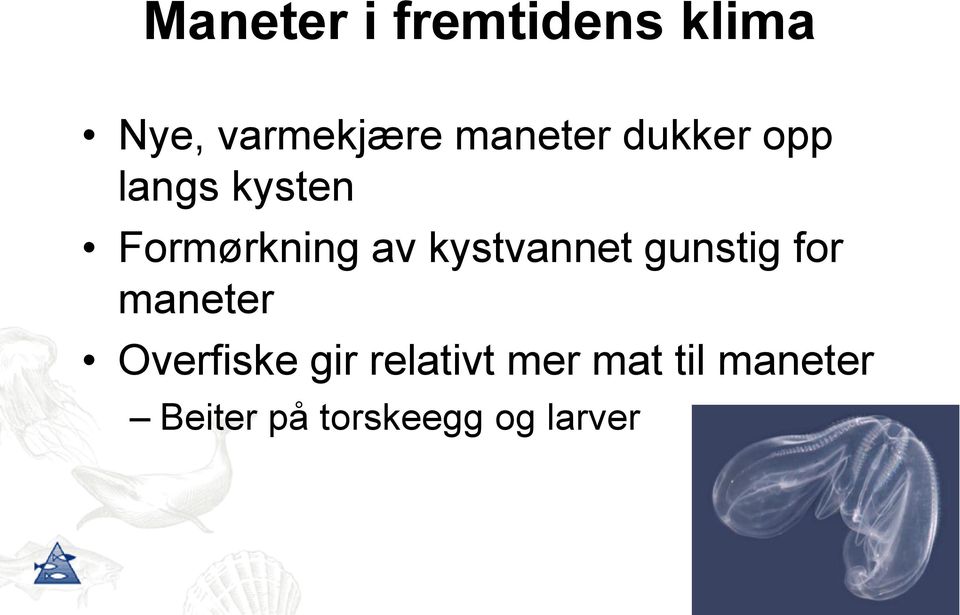 kystvannet gunstig for maneter Overfiske gir