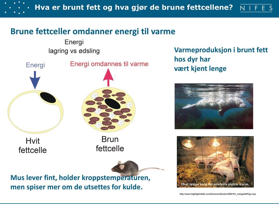 dyr har vært kjent lenge Mus lever fint, holder kroppstemperaturen, men