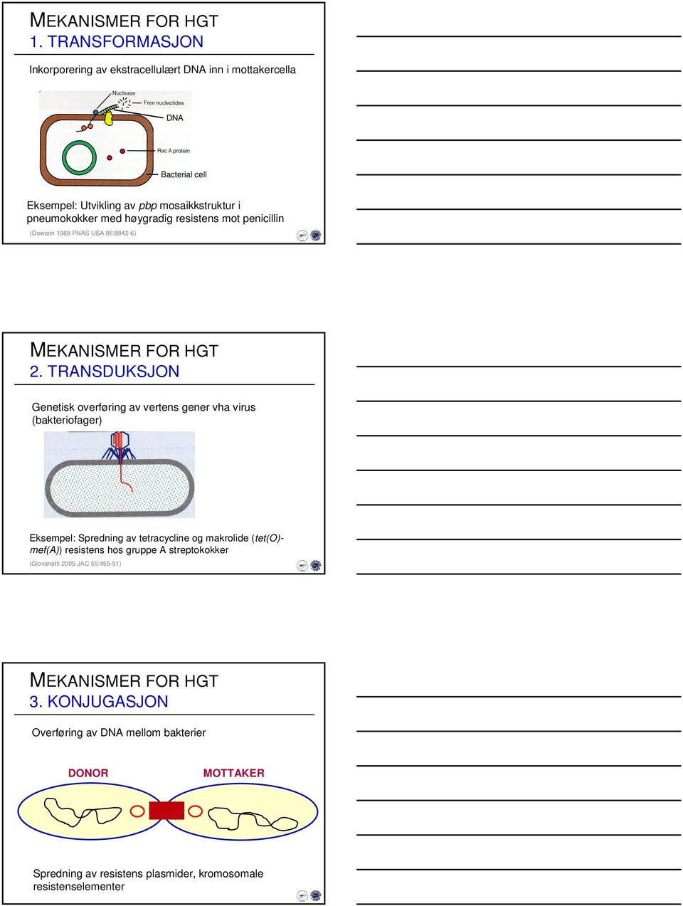 høygradig resistens mot penicillin (Dowson 1989 PNAS USA 86:8842-6) MEKANISMER FOR HGT 2.