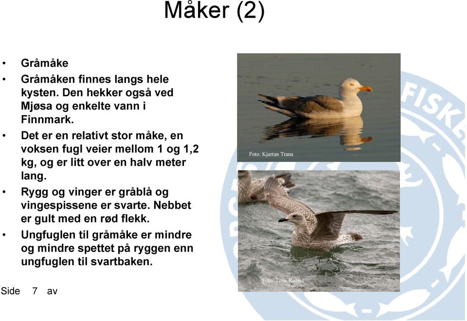 Rygg og vinger er gråblå og vingespissene er svarte. Nebbet er gult med en rød flekk.