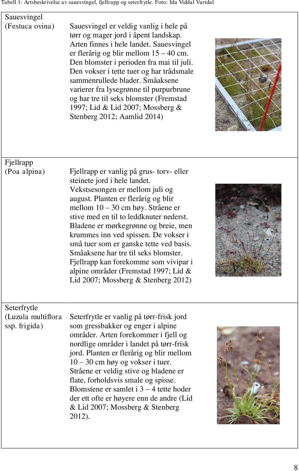 Småaksene varierer fra lysegrønne til purpurbrune og har tre til seks blomster (Fremstad 1997; Lid & Lid 2007; Mossberg & Stenberg 2012; Aamlid 2014) Fjellrapp (Poa alpina) Fjellrapp er vanlig på