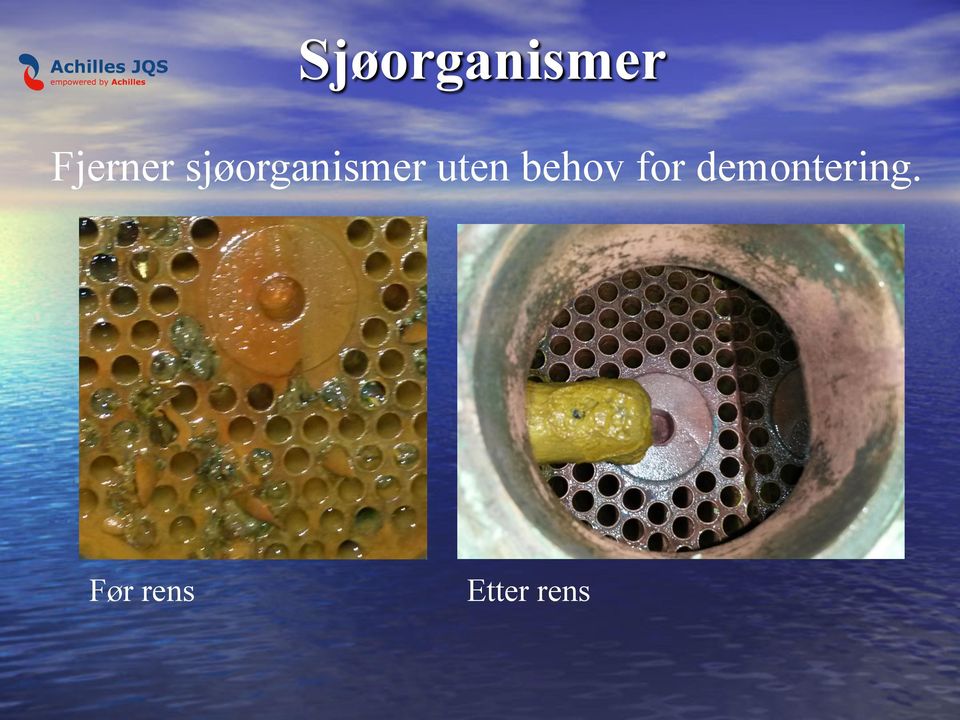 sjøorganismer uten