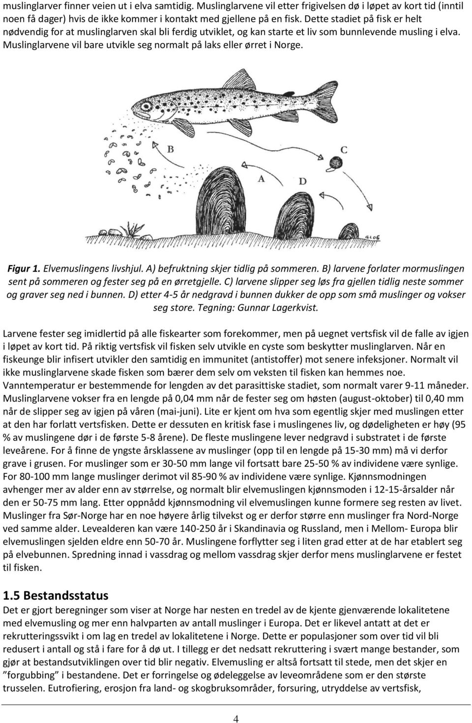 Muslinglarvene vil bare utvikle seg normalt på laks eller ørret i Norge. Figur 1. Elvemuslingens livshjul. A) befruktning skjer tidlig på sommeren.
