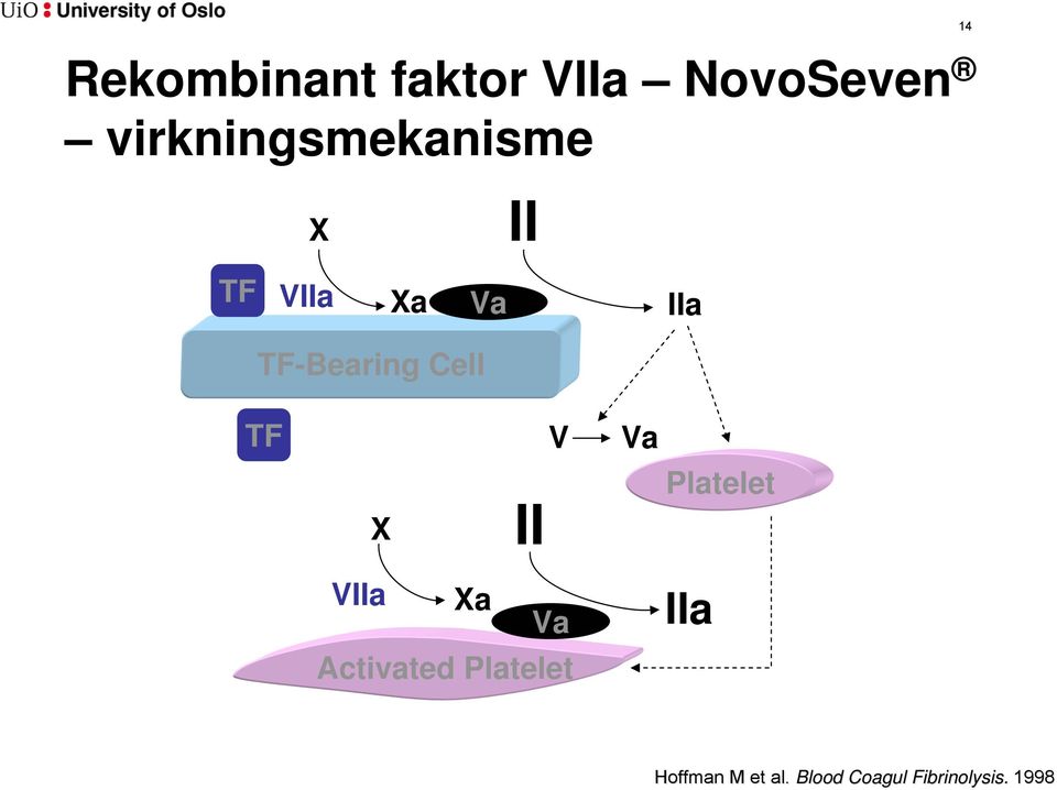 TF-Bearing Cell TF V Va X II Platelet VIIa Xa Va