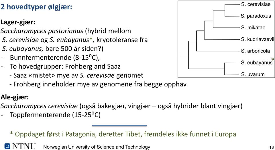 cerevisae genomet - Frohberg inneholder mye av genomene fra begge opphav Ale-gjær: Saccharomyces cerevisiae (også bakegjær, vingjær også