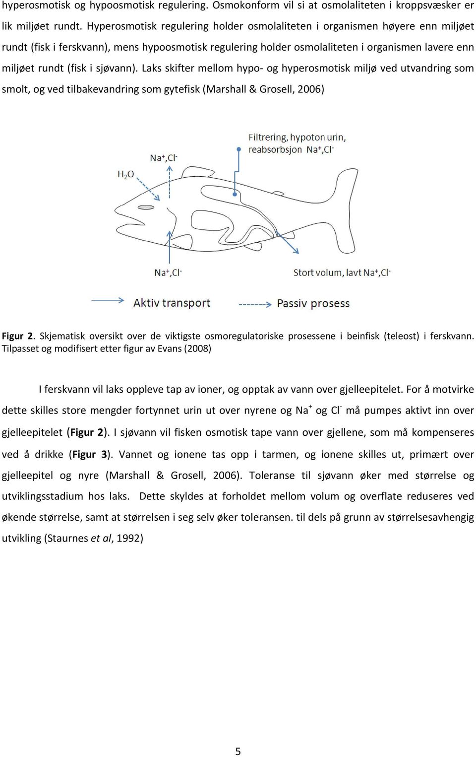 sjøvann). Laks skifter mellom hypo og hyperosmotisk miljø ved utvandring som smolt, og ved tilbakevandring som gytefisk (Marshall & Grosell, 2006) Figur 2.