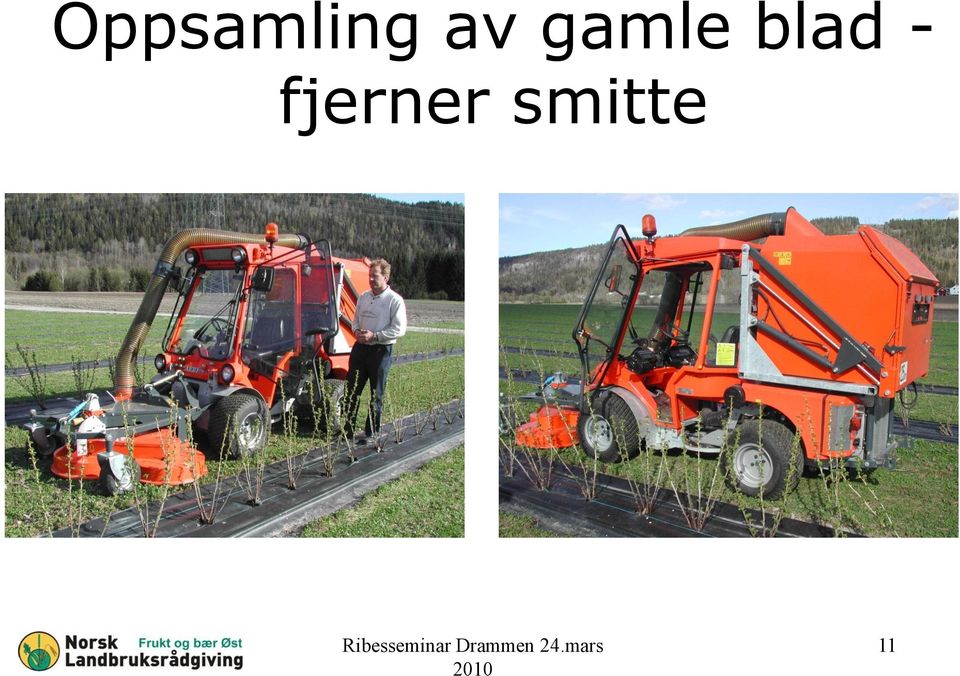 smitte Ribesseminar