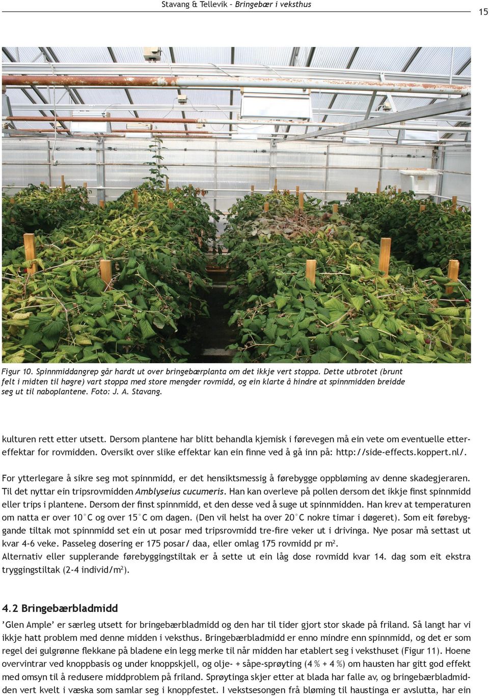 kulturen rett etter utsett. Dersom plantene har blitt behandla kjemisk i førevegen må ein vete om eventuelle etterhttp://side-effects.koppert.nl/.