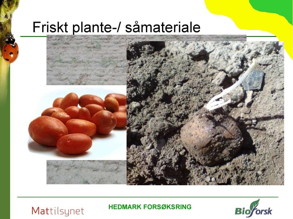 såmateriale