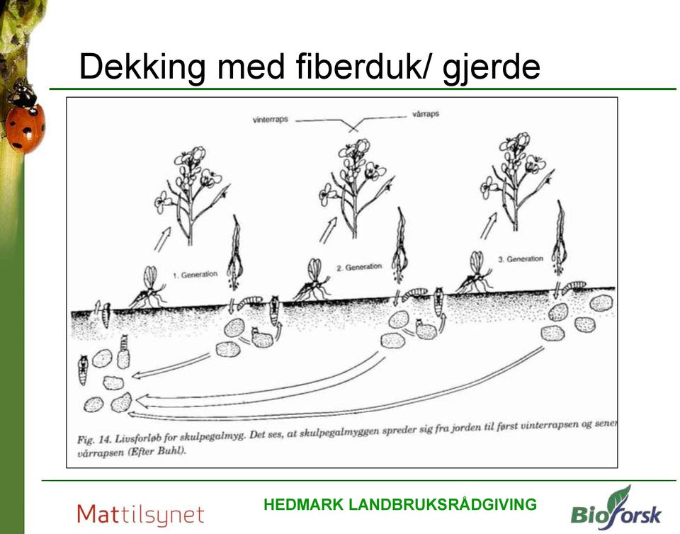 skadedyrene dukker opp Kombineres med vekstskifte