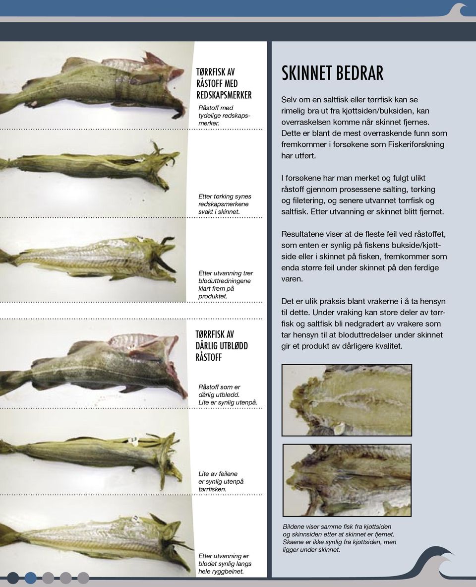 Dette er blant de mest overraskende funn som fremkommer i forsøkene som Fiskeriforskning har utført. Etter tørking synes redskapsmerkene svakt i skinnet.