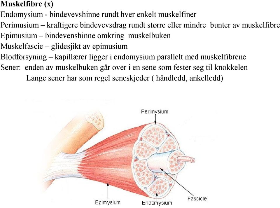 glidesjikt av epimusium Blodforsyning kapillærer ligger i endomysium parallelt med muskelfibrene Sener: enden av