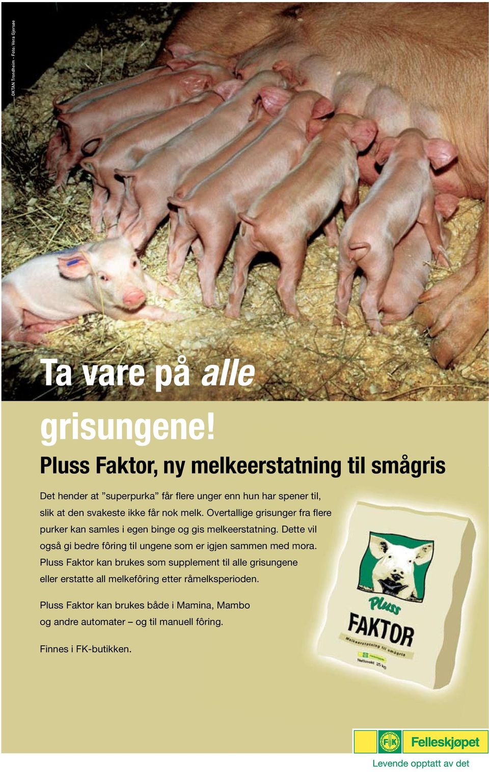 Overtallige grisunger fra flere purker kan samles i egen binge og gis melkeerstatning.