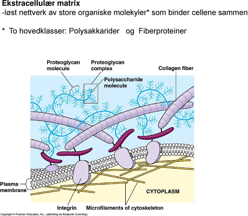 molekyler* som binder cellene