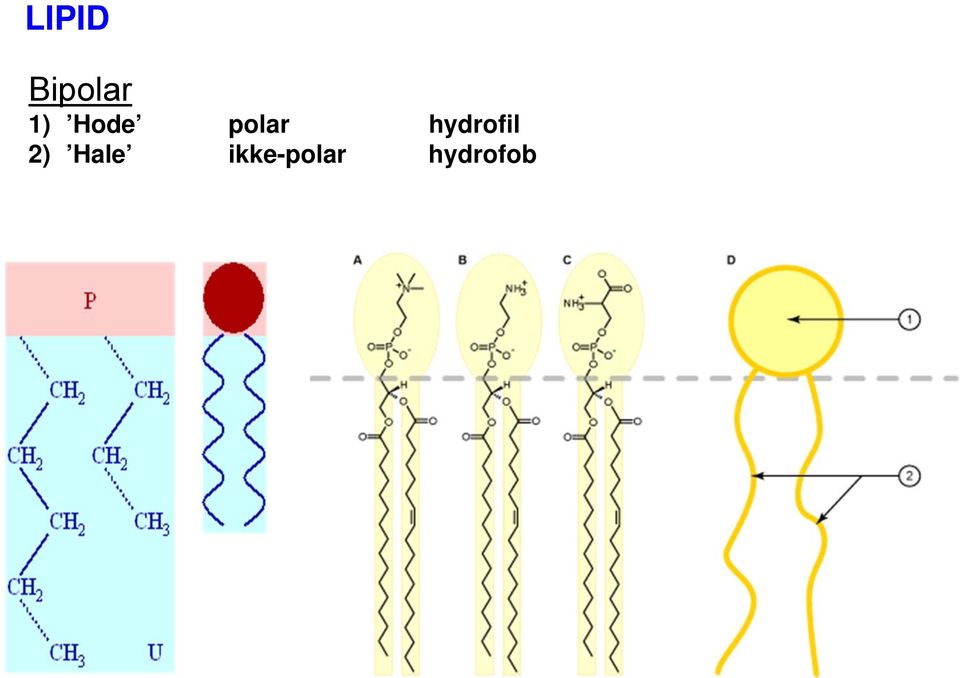 hydrofil 2)