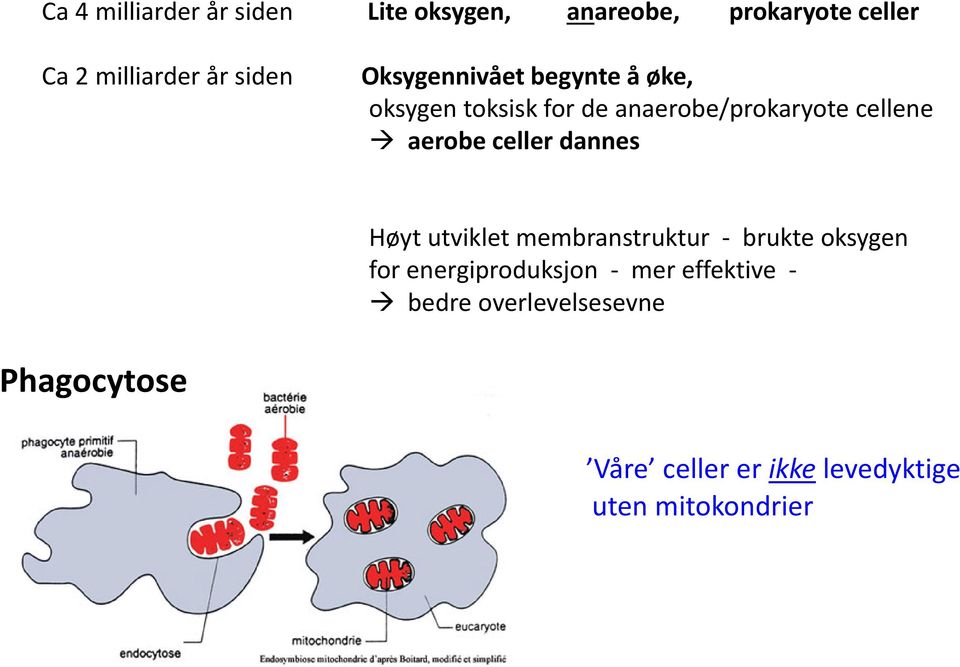 aerobe celler dannes Høyt utviklet membranstruktur brukte oksygen forenergiproduksjon