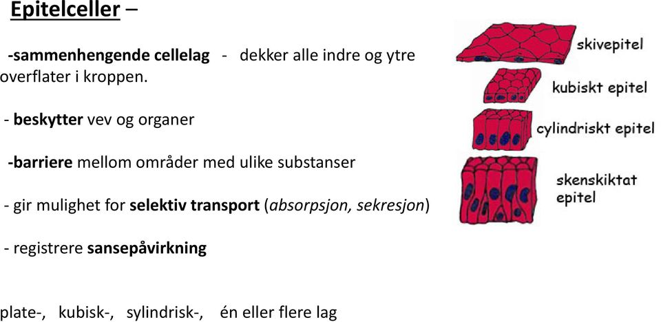 områder med ulike substanser gir mulighet for selektiv transport