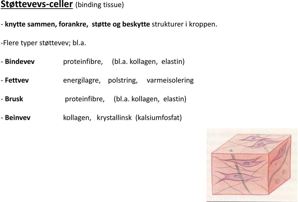 Bindevev proteinfibre, (bl.a.