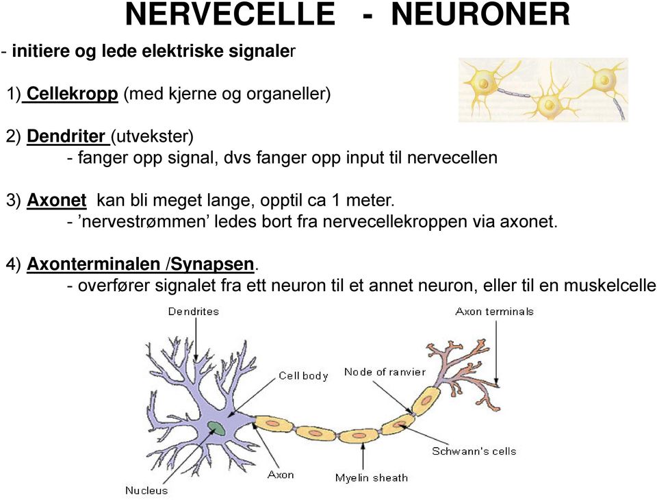 meget lange, opptil ca 1 meter. - nervestrømmen ledes bort fra nervecellekroppen via axonet.