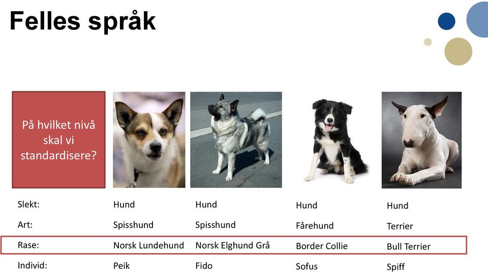 Fårehund Terrier Rase: Norsk Lundehund Norsk Elghund