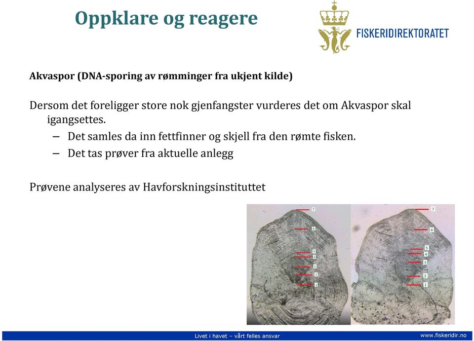 igangsettes. Det samles da inn fettfinner og skjell fra den rømte fisken.