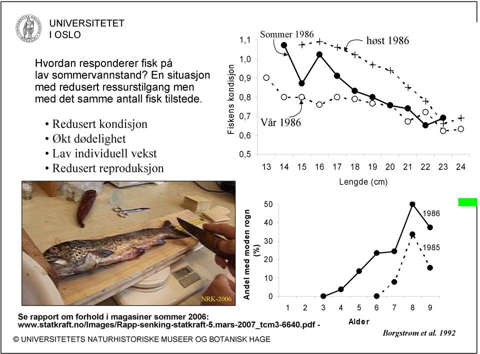 Redusert kondisjon Økt dødelighet Lav individuell vekst Redusert reproduksjon Fiskens kondisjon 1,0 0,9 0,8 0,7 0,6 0,5 Vår 1986 13 14 15 16