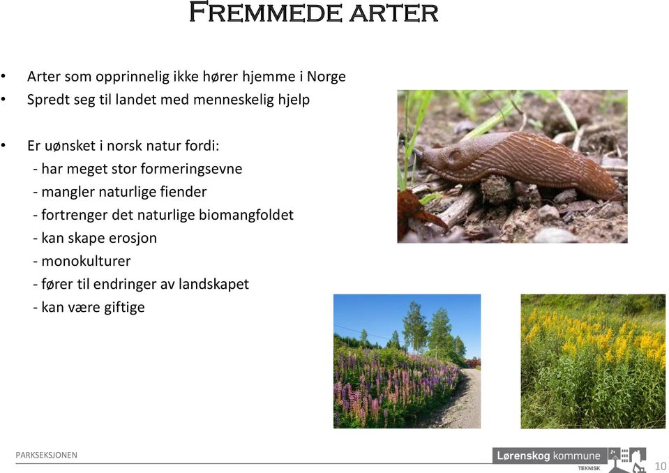 - mangler naturlige fiender - fortrenger det naturlige biomangfoldet - kan skape