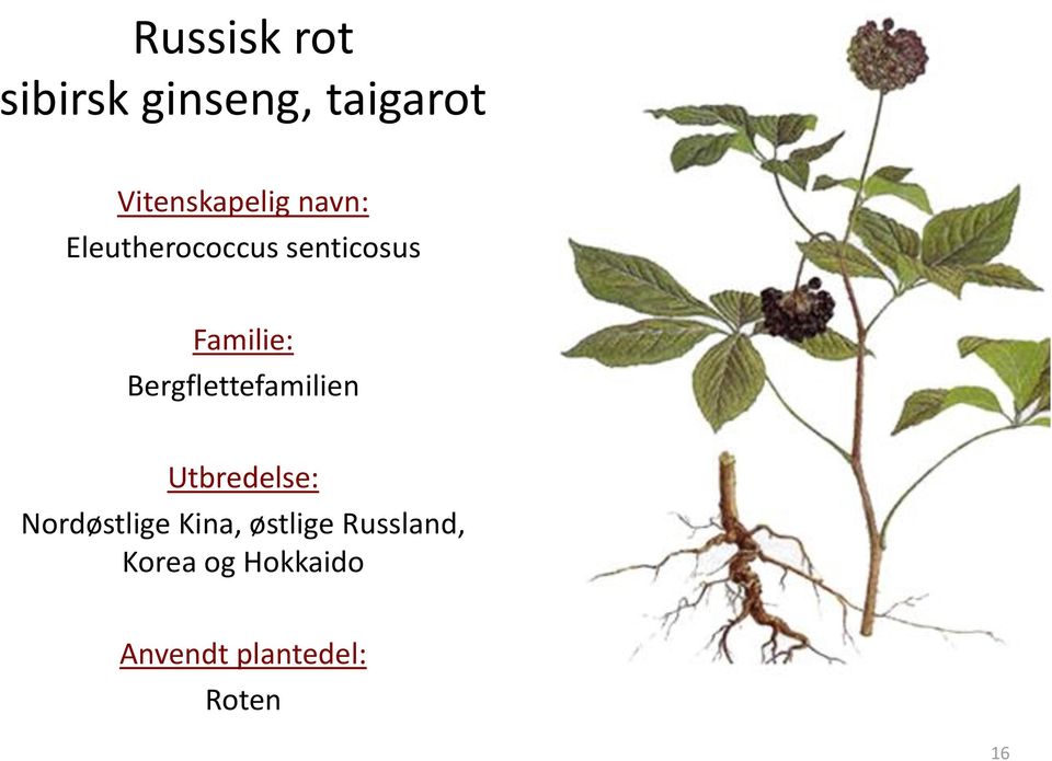 Bergflettefamilien Utbredelse: Nordøstlige Kina,