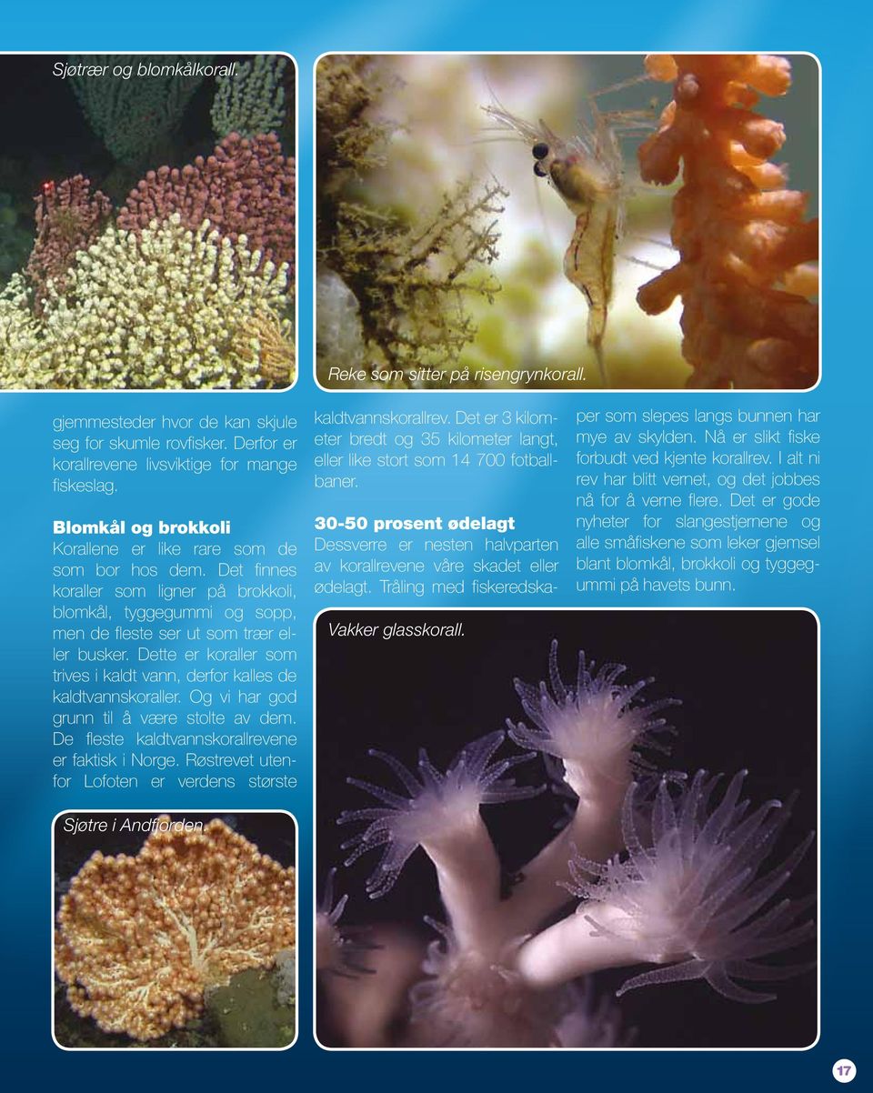 Dtt r korallr som trivs i kaldt vann, drfor kalls d kaldtvannskorallr. Og vi har god grunn til å vær stolt av dm. D flst kaldtvannskorallrvn r faktisk i Norg.