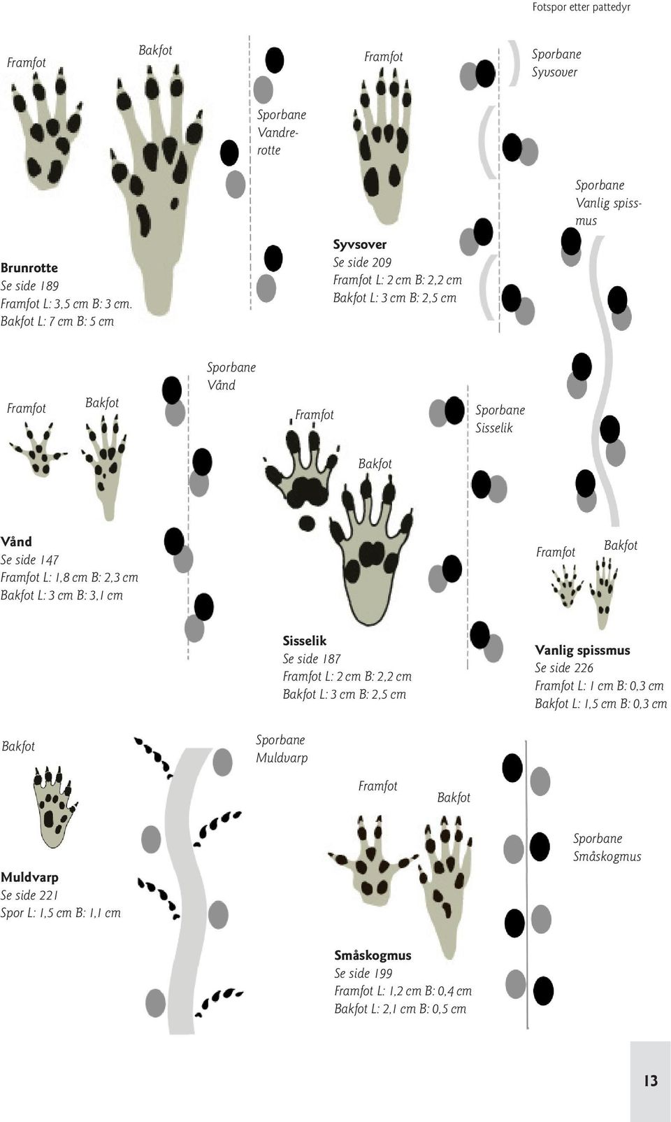 147 L: 1,8 cm B: 2,3 cm L: 3 cm B: 3,1 cm Sisselik Se side 187 L: 2 cm B: 2,2 cm L: 3 cm B: 2,5 cm Vanlig spissmus Se