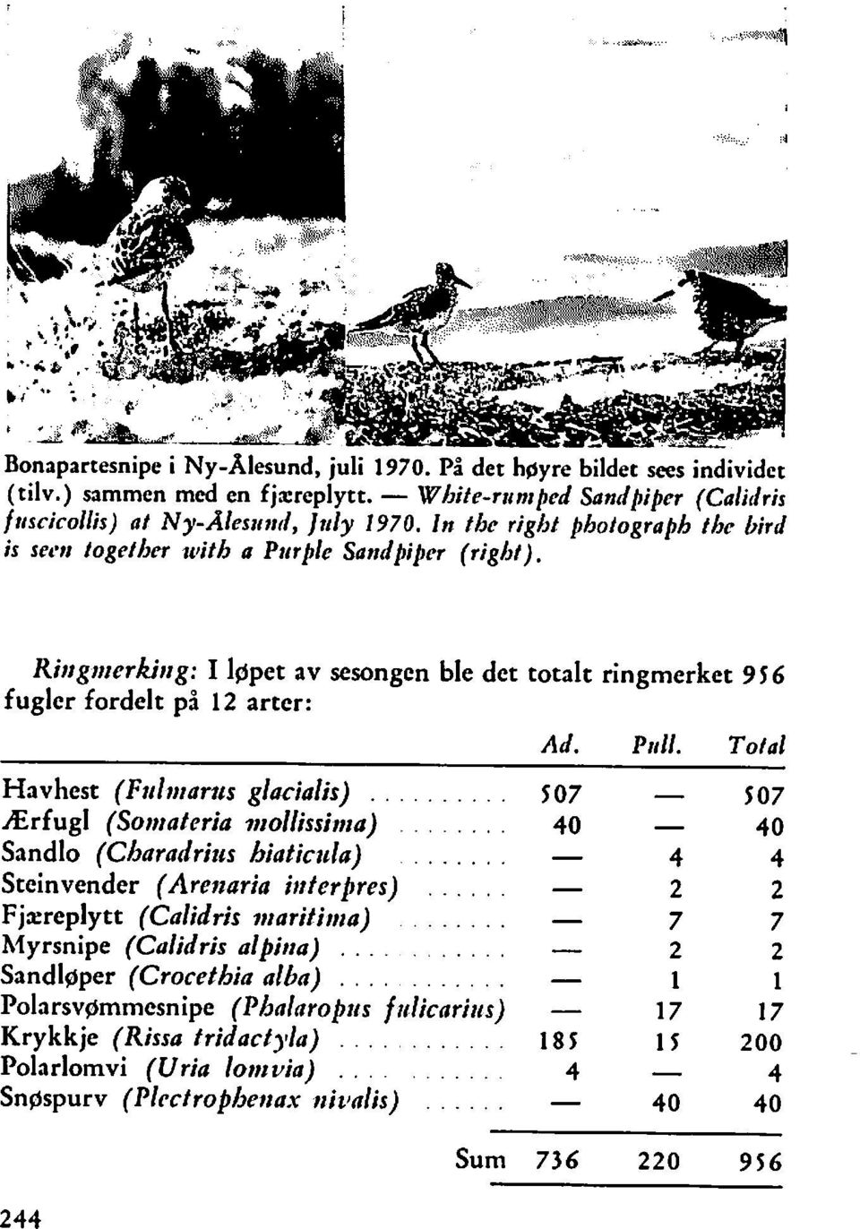 Total Havhest (Ftrlntarz~s glacialis)... 5 07 m 507 Ærfugl (Sotttaferia nrollissinza)... 40 4 0 Sandlo (Charadrius hiaticula)... 4 4 Steinvender (Arenaria ittterfires).