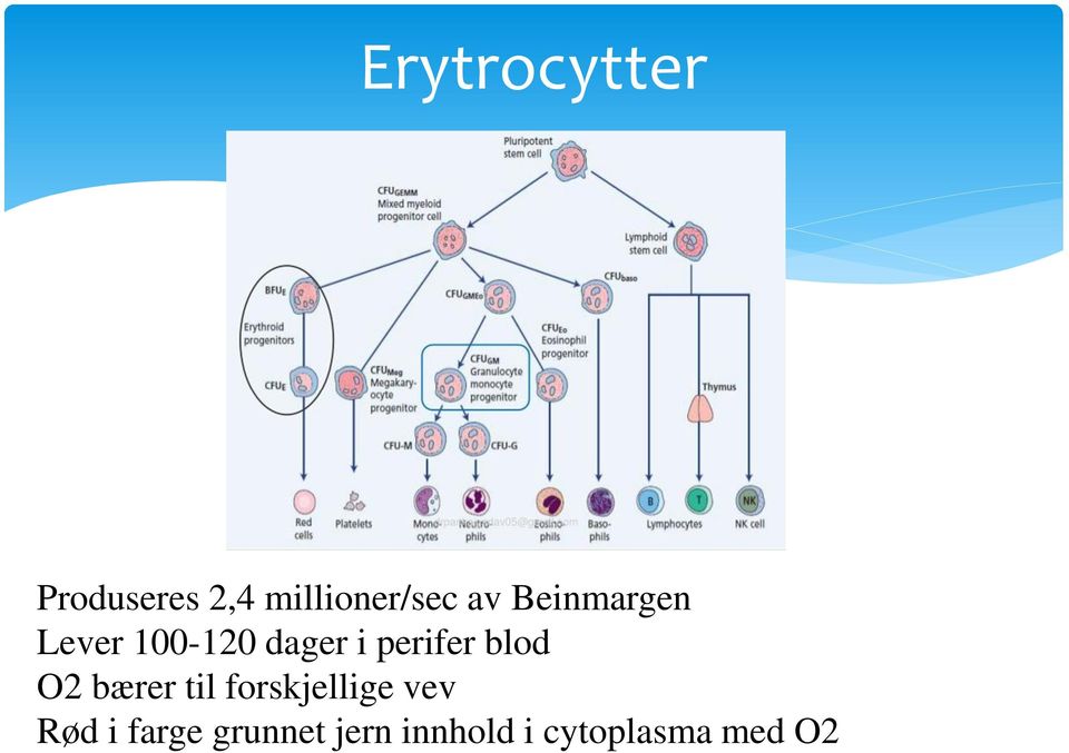 blod O2 bærer til forskjellige vev Rød i