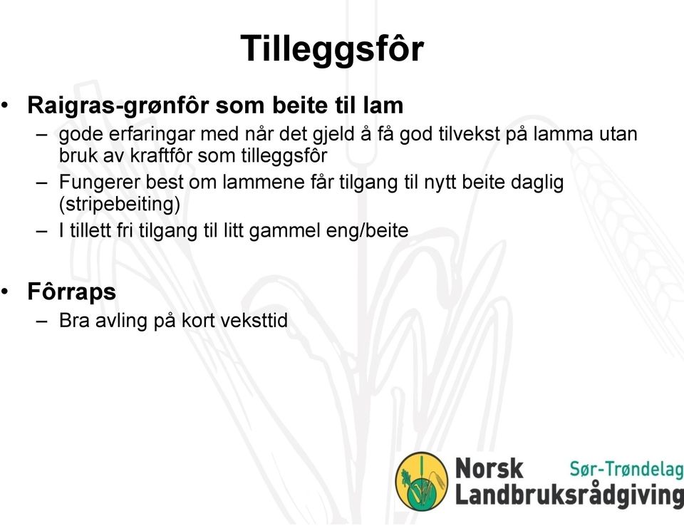 Fungerer best om lammene får tilgang til nytt beite daglig (stripebeiting)