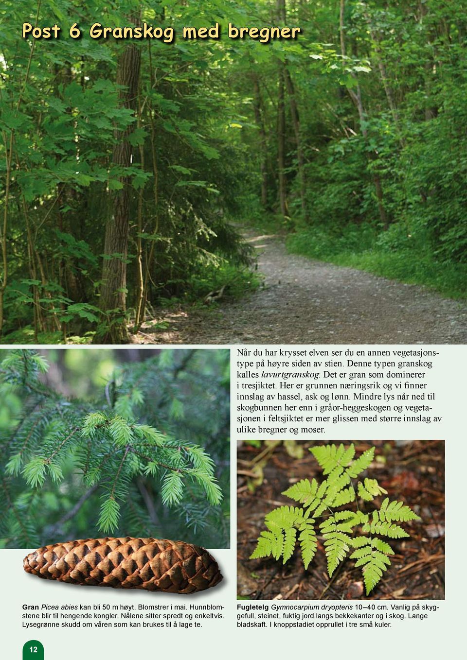 Mindre lys når ned til skogbunnen her enn i gråor-heggeskogen og vegetasjonen i feltsjiktet er mer glissen med større innslag av ulike bregner og moser. Gran Picea abies kan bli 50 m høyt.