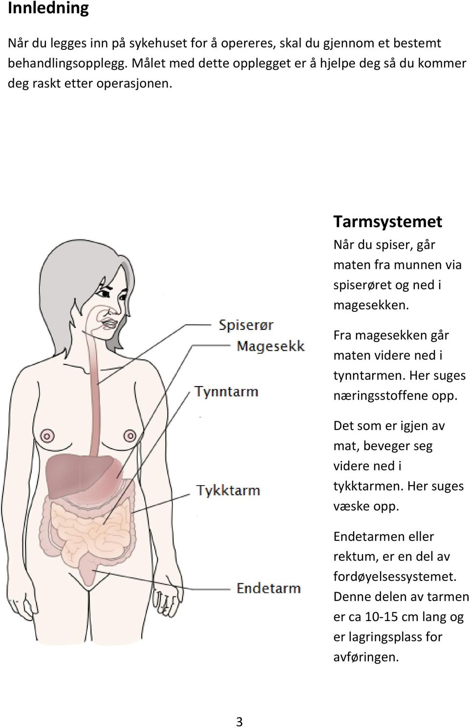 Tarmsystemet Når du spiser, går maten fra munnen via spiserøret og ned i magesekken. Fra magesekken går maten videre ned i tynntarmen.