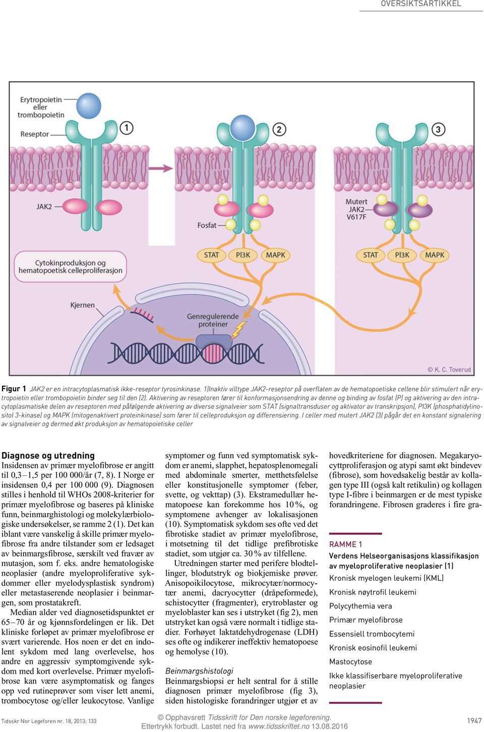Aktivering av reseptoren fører til konformasjonsendring av denne binding av fosfat (P) aktivering av den intracytoplasmatiske delen av reseptoren med påfølgende aktivering av diverse signalveier som