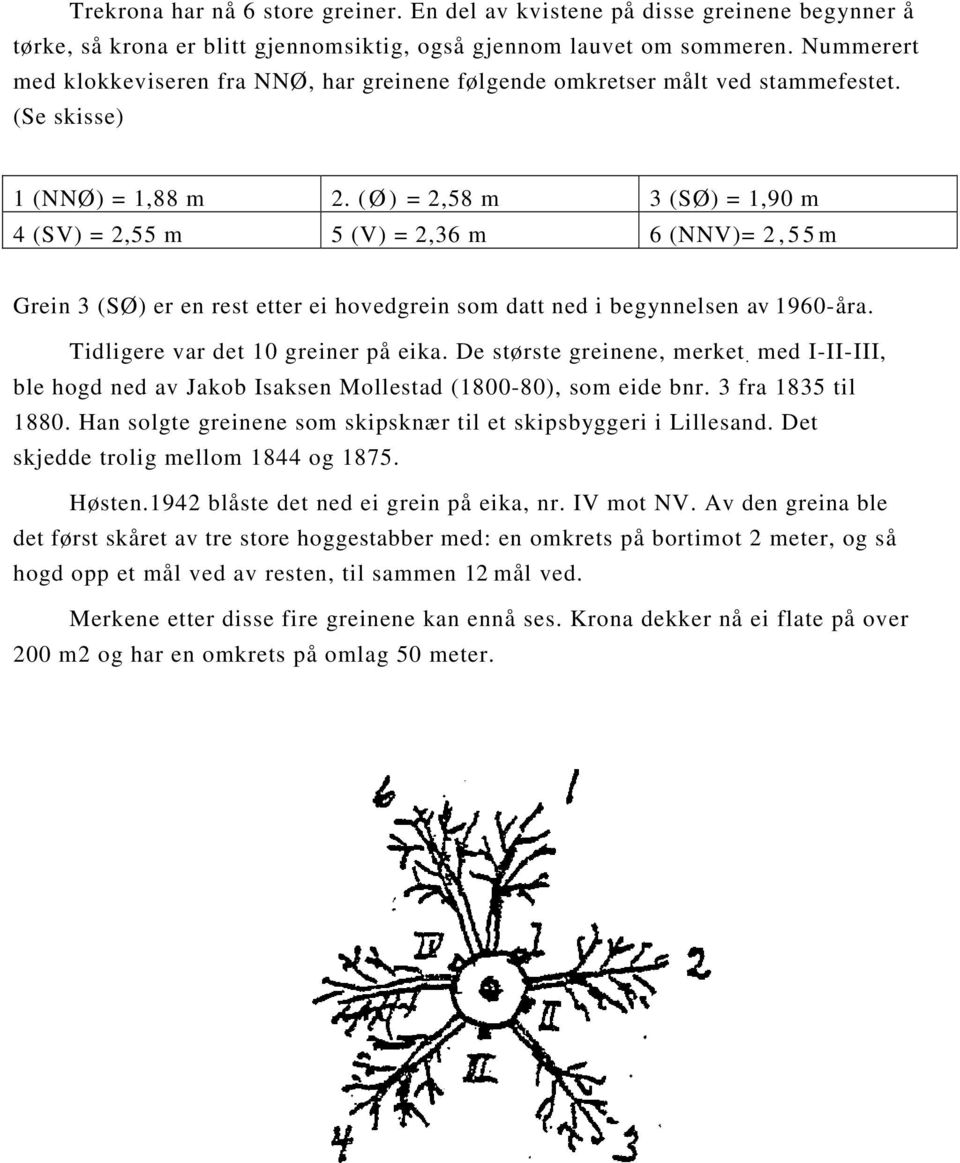 ( Ø ) = 2,58 m 3 (SØ) = 1,90 m 4 (SV) = 2,55 m 5 (V) = 2,36 m 6 (NNV)= 2, 5 5 m Grein 3 (SØ) er en rest etter ei hovedgrein som datt ned i begynnelsen av 1960-åra.