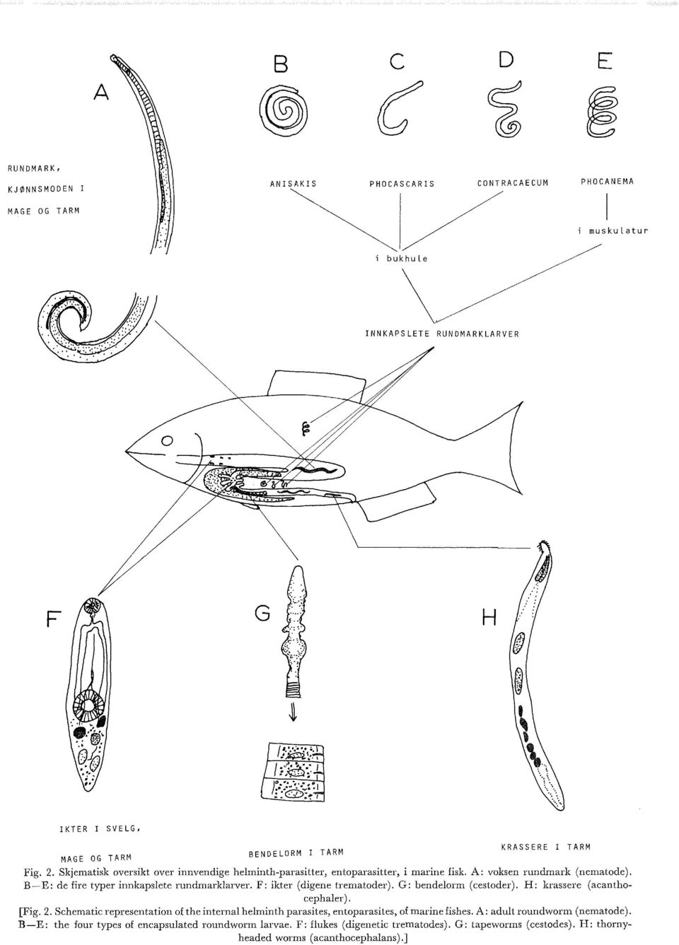 F: ikter (digene trematoder). G: bendeorm (cestoder). H: krassere (acanthocephaer). [Fig. 2. Schematic representation of the interna heminth parasites, entoparasites, of marine fishes.