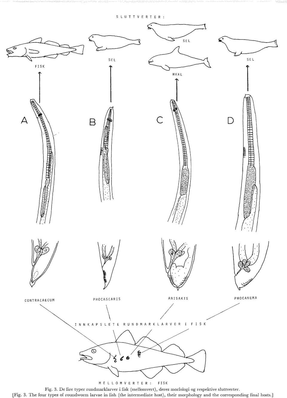 De fire typer rundmarkarver i fisk (meomvert), deres morfoogi og respektive suttverter. [Fig. 3.