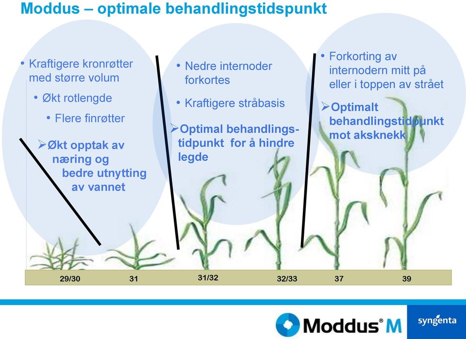 Kraftigere stråbasis Optimal behandlingstidpunkt for å hindre legde Forkorting av internodern