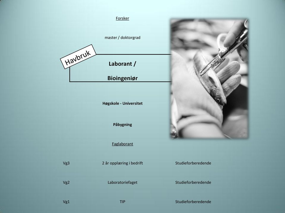 Studieforberedende Laboratoriefaget