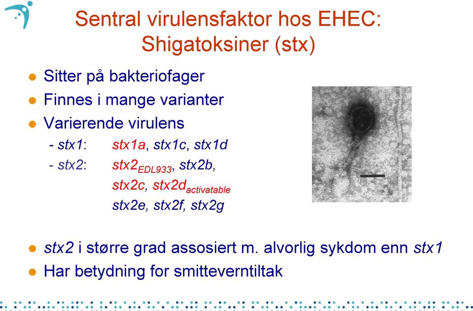 stx2b, Shigatoksiner (stx) stx2c, stx2d activatable stx2e, stx2f, stx2g stx2 i