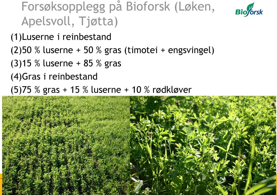 (timotei + engsvingel) (3)15 % luserne + 85 % gras