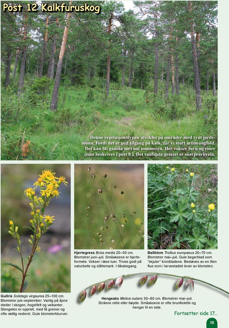 Trives godt på naturbeite og slåttemark. I tilbakegang. Ballblom Trollius europaeus 20 70 cm. Blomstrer mai juli. Gule begerblad som skjuler kronbladene.