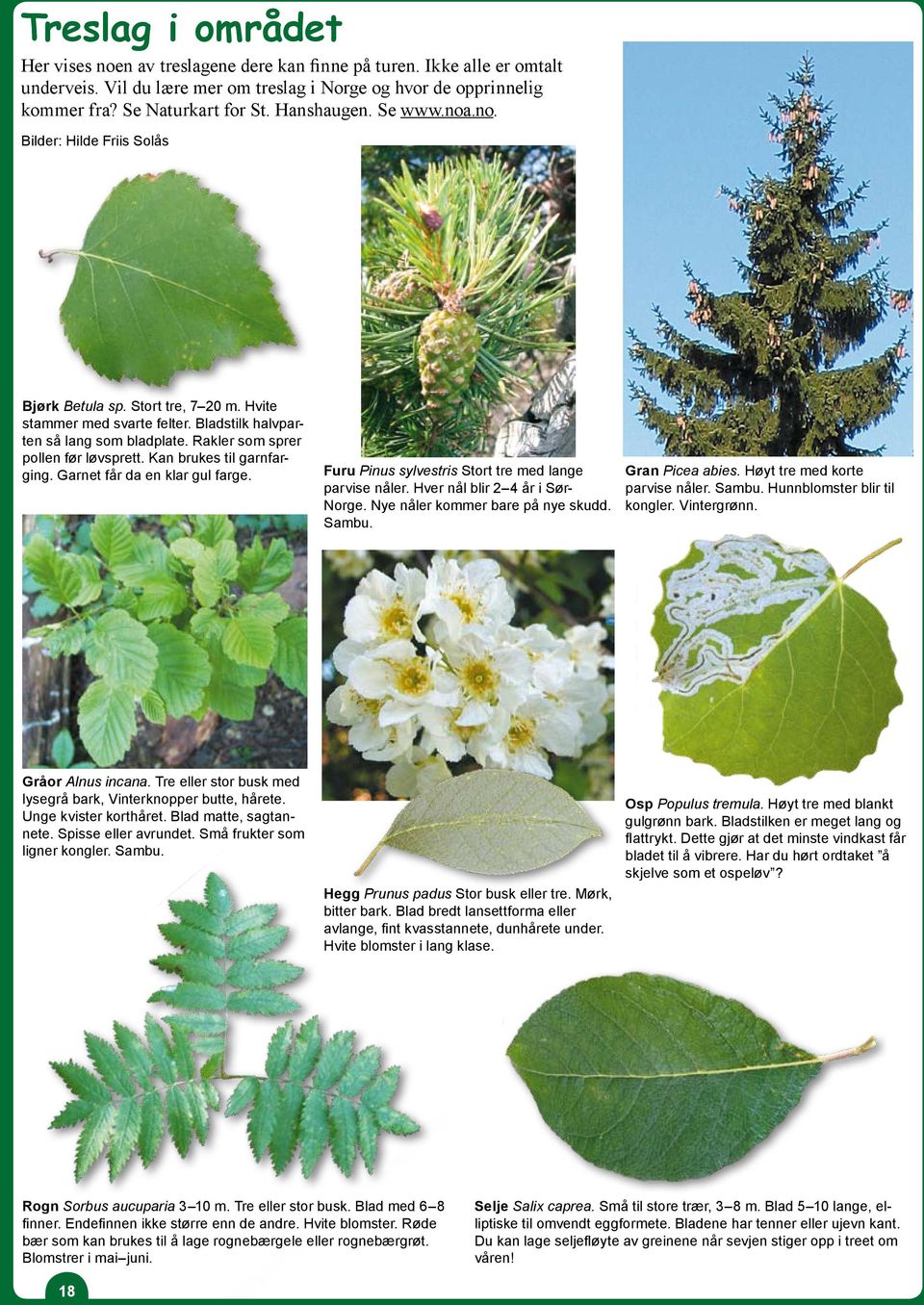 Rakler som sprer pollen før løvsprett. Kan brukes til garnfarging. Garnet får da en klar gul farge. Furu Pinus sylvestris Stort tre med lange parvise nåler. Hver nål blir 2 4 år i Sør- Norge.