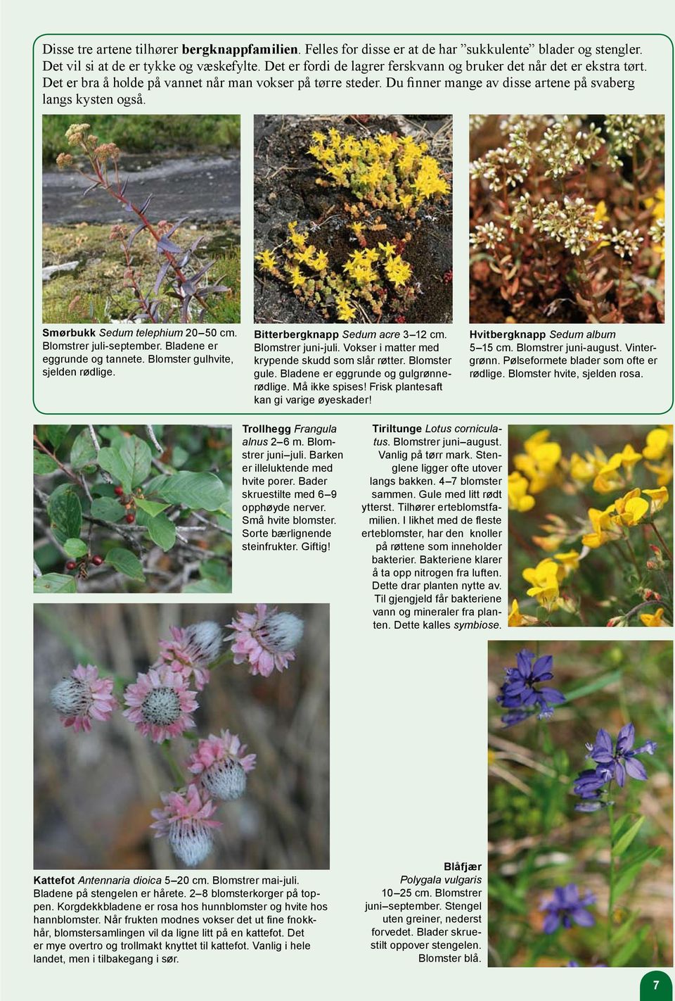 Smørbukk Sedum telephium 20 50 cm. Blomstrer juli-september. Bladene er eggrunde og tannete. Blomster gulhvite, sjelden rødlige. Bitterbergknapp Sedum acre 3 12 cm. Blomstrer juni-juli.