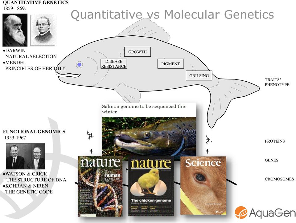 PIGMENT GRILSING TRAITS/ PHENOTYPE FUNCTIONAL GENOMICS 1953-1967 PROTEINS