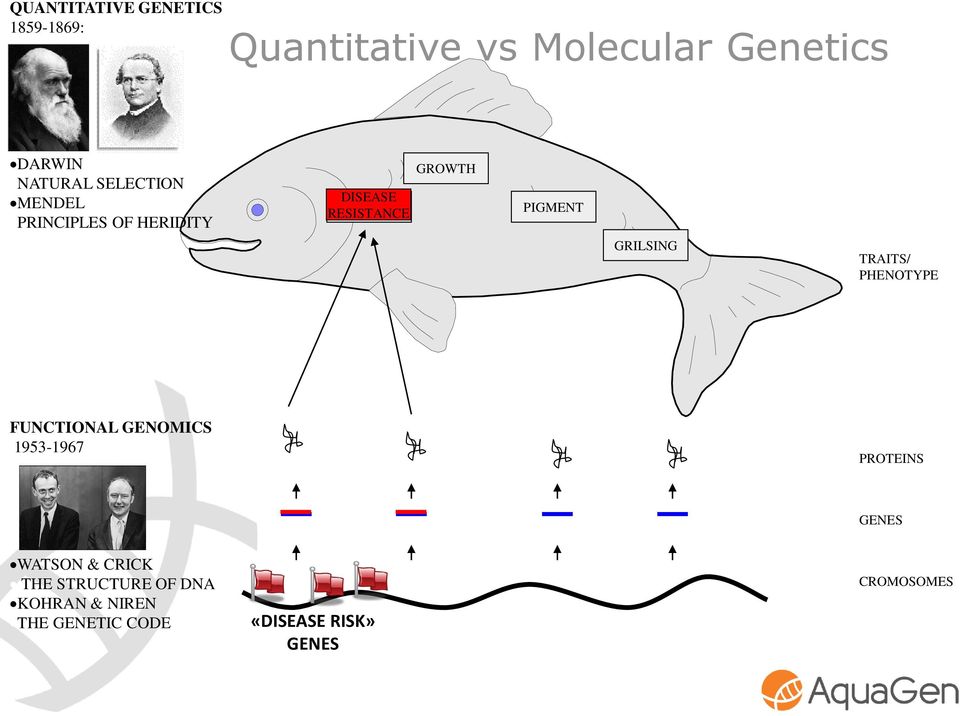 GRILSING TRAITS/ PHENOTYPE FUNCTIONAL GENOMICS 1953-1967 PROTEINS GENES WATSON &