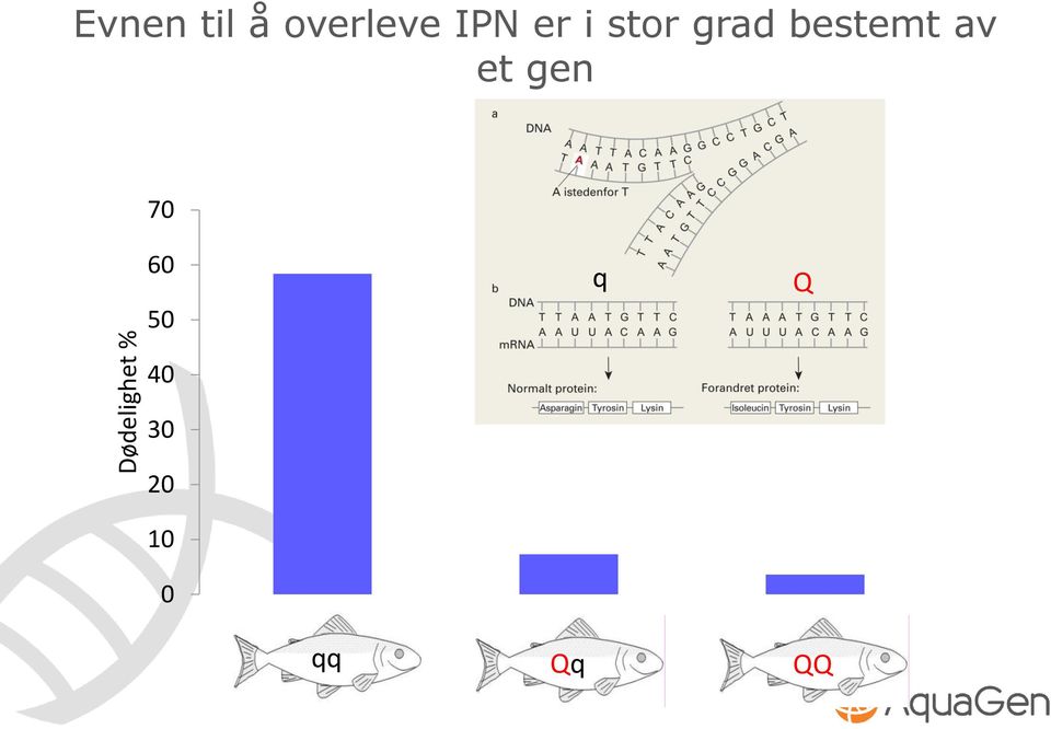 grad bestemt av et gen 70