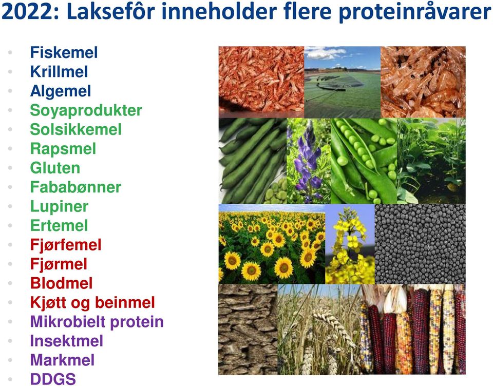 Gluten Fababønner Lupiner Ertemel Fjørfemel Fjørmel